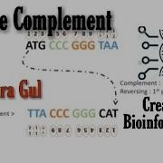 Reverse Complement Tool Bioinformatics Complementry Base Pairing In DNA