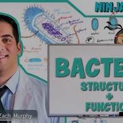 Bacteria Structure And Function