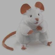 The Smug Rat Inglés R U
