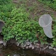 How To Use A Sweep Net