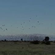 Red Billed Quelea Swarm