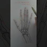 You Have The Fibonacci Series In Your Hand Goldennumber