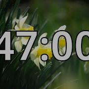 47 Minutes Timer With Music Spring Timer