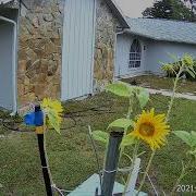 Sunflower Time Lapse Following The Sun