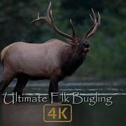 Nature S Best Sounds Elk Bugling In 4k