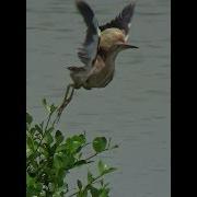 Yellow Bittern Flying Between Bushes On Wetland