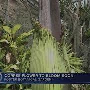 Rare Corpse Flower To Bloom At Foster Botanical Garden