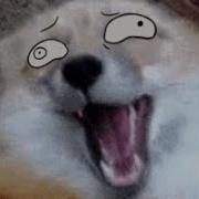 Foxes With Animated Eyes