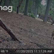 Blacktail Buck Hurls Decoy ViralHog