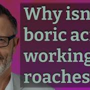 Why Isn T Boric Acid Working On Roaches