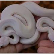 The Whitest Snakes You Know Ball Python Egg Time Lapse And Clutch Update