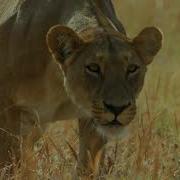 Predator Vs Prey Starts