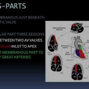 Ventricular Septal Defects Excerpt From Class Pediatriccardiology Fetalecho