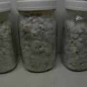 Mushyluv Corn Spawn Timelapse