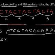 Minisatellite Microsatellite And STR Markers What The Difference