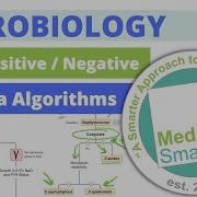 USMLE Step 1 Microbiology Bacteria Algorithms 1 Of 3