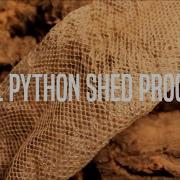 Ball Python Shed Process