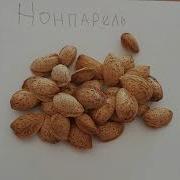 Миндаль сорта Нонпарел