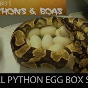 SETTING UP AN EGG BOX FOR BALL PYTHONS