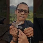 Python S Teeth Are More Terrifying Than You Think