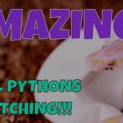 AMAZING BALL PYTHONS HATCHING Time Lapse