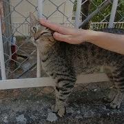 Tabby Cat Walking Backwards On The Wall So Cute