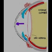 Acute Angle Closure Glaucoma A Great Way To Learn The Anatomy And Physiology Of The Eye