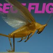 Insects In Flight 11 Incredible Species In SLOW MOTION