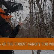 Opening Up The Forest Canopy For Wildlife