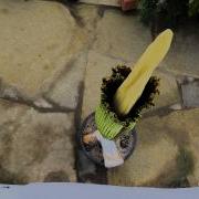 Corpse Flower Time Lapse