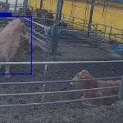 Recognizing Cow Standing Estrus By YOLO Spp Model 2