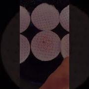 Seed Germination Hack 100 Success Sprouting Cannabis Seeds Gardening Growjournal Seedtoharvest