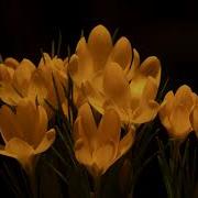 Crocus Flower Blooming 4K Royalty Free Video The Collection