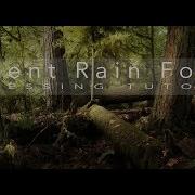 Photoshop Editing Tips Post Processing An Old Growth Forest To Enhance Drama And Depth