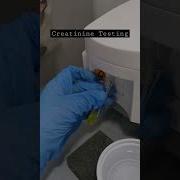 Serum Creatinine Testing Laboratory Medtechstudent Rmt Themedtechlab Medtechstudent Mls Cls