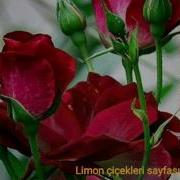 Kıvırcık Ali Oy Gülüm Gülüm