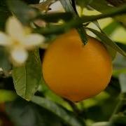 Trance Fever U2 Lemon Trance Anthems Perfecto Mix
