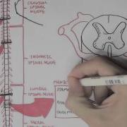 Neurology Spinal Cord Introduction