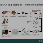 Life Cell By Cell Introduction To Single Cell Expression Atlas
