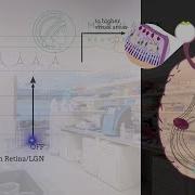 Luminance Polarity In The Superficial Layers Of The Primary Visual Cortex