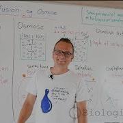 Osmose Forklaret Af Biologilærer Diffusion Demo Forsøg Med Kartoffel