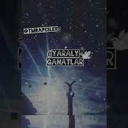 Abdy Dayy Zumer YaralyGanatlar
