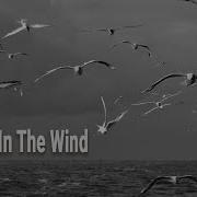Seagulls In The Wind Vector FM Sound Created In Ableton Live 11 Suite