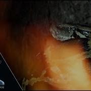 Pythons Vs Wildfire 02 Footage