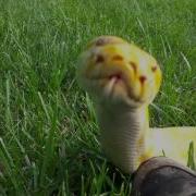 Cornflake The Most Adorable Burmese Python Ever