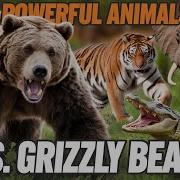 7 Powerful Animals That Could Defeat A Grizzly Bear In Battle