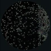Loop 2