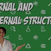 Internal External Structures
