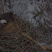 Decorah North Eagles 1 6 26 The Norths Have Visitors Bring Nesting
