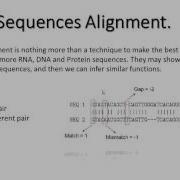 Bioinformatics Sequences Alignment